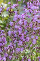 Silene dioica flowering in Summer - May