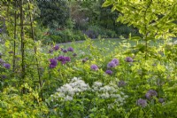 View of Allium giganteum flowering together with Thalictrum delavayi 'Nimbus White' in an informal country cottage garden border in early Summer - May