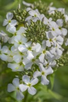 Hesperis matronalis forma albiflora flowering in Summer - May