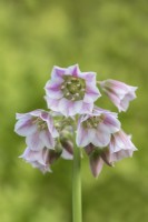 Nectaroscordum siculum flowering in early Summer - May