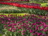 Tulips beds in Keukenhof  Botanical garden - Garden of Europe, Lisse, Netherlands