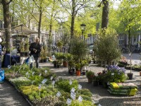 Flower market of Utrecht - The Bloemenmarkt of Utrecht, Netherlands
