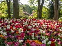 Floralia Spring Flower Show at Chateau de Grand-Bigard - Castle of Groot-Bijgaarden Belgium. Beds of mixed Tulip Tulipa varieties