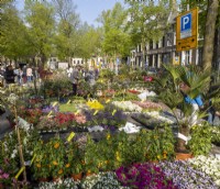 Flower market of Utrecht - The Bloemenmarkt of Utrecht, Netherlands