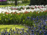 Tulips and Muscari at Keukenhof Botanical garden - Garden of Europe, Lisse, Netherlands