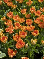 Tulipa 'Giuseppe Verdi' 
