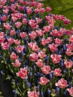 Tulipa 'Ad Rem' interplanted with Muscari