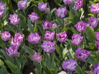 Tulipa 'Carre'
