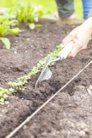 Woman covering seeds with a thin layer of compost