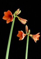 Hippeastrum reginae Amaryllis. The flowering stems have been  photographed  against a black background.