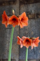 Hippeastrum reginae Amaryllis. The flowering stems have been  photographed  against a rustic wooden background.