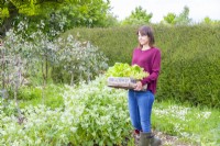 Woman carrying wooden tray containing salad leaves