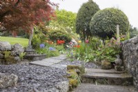 Stone steps lead up a garden. Broken slates are on the ground for weed suppression. Tulips, dicentra and bluebells are in the background. Whitstone Farm. NGS Devon garden. Spring.  