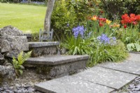 Stone steps lead up to a lawn. Bluebells are planted beside the steps with various tulips flowering. An iron wellington boots cleaner leans against a tree trunk beside the top step. Whitstone Farm, NGS Devon garden. Spring. 