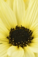Helianthus debilis  'Vanilla Ice'  Cucumberleaf sunflower  Beach sunflower  August
