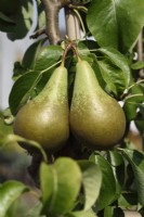 Pyrus communis  'Conference'  Pear  September

