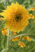 Helianthus annuus  'Teddy Bear'  Dwarf double sunflower with centre double petals partly opened  August
