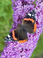 Red Admiral butterfly feeding on Buddleia