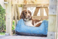 Spaniel sat in shaded dog bed