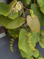Vitis amurensis the Amur Grape about to flower against a wall 