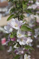 Malus domestica 'Ahrista' apple blossom 