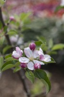 Malus domestica 'Mariella' apple blossom 