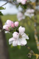 Malus domestica 'Gravensteiner' apple blossom 