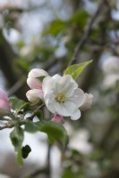 Malus domestica 'Altmarker Goldrenette' apple blossom 