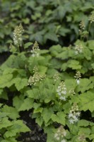 Tiarella cordifolia heartleaf foamflower