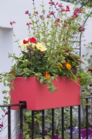 A planter on the railings of a balcony is planted with dahlias, salvias, French marigolds and geranium. The Cirrus Garden.  Designer: Jason Williams.