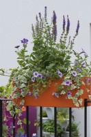 A planter on the railings of a balcony is planted with salvias, ivy, and petunias.