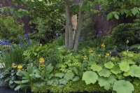 A streamside bed set in the shade of a tree, and planted with hostas, Iris sibirica, primulas, ferns, Podophyllum 'Spotty Dotty', Gunnera magellanica and Selaginella kraussiana.