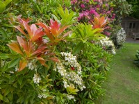 Pieris japonica forestii 'Forest Flame'  Early June