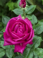 Rosa 'Birthday Boy' in flower  June