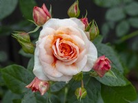 Rosa 'Its a wonderful life' in flower Norfolk June