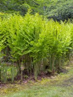 Osmunda regalis - Royal fern   June Norfolk