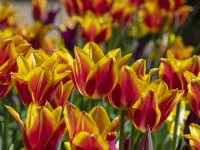  Tulipa Renee Drake May