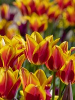  Tulipa Renee Drake May