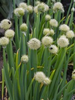 Welsh onion Allium fistulosum in flower