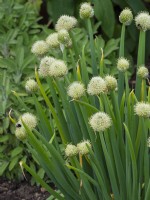 Welsh onion Allium fistulosum in flower