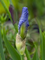  Iris Cimarron strip bearded Iris bud unfurling late May