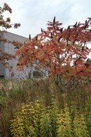 Autumn colour of Rhus typhonia above grasses and perennials in the Hepworth Garden, Wakefield.