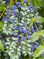 Mahonia 'Winter Sun' berries  June Summer