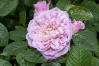 Rosa 'Elizabeth' Rose - Ausmajesty English Shrub Rose Bred By David Austin Roses for HM The Queen's Platinum Jubilee