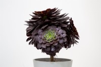 RHS Chelsea Flower Show 2022 Aeonium 'Jubilee' new variety for the HM The Queen Queen's Platinum Jubilee exhibitor Ottershaw Cacti breeder Daniel Jackson
