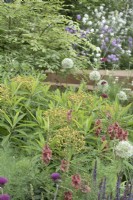Mixed flower and foliage romantic  late spring flower bed  greens dusky pink and blues