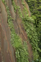 Vertical rock strata effect wall in medite smartply clad with living ferns