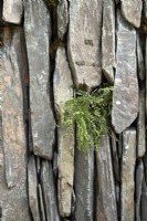 Vertical slate wall with fern in crack