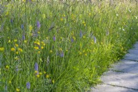 View of Dactylorhiza fuchsii and Ranunculus repens flowering amongst fine grasses in a garden wild flower meadow in Summer - May