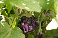 Close up of aubergine